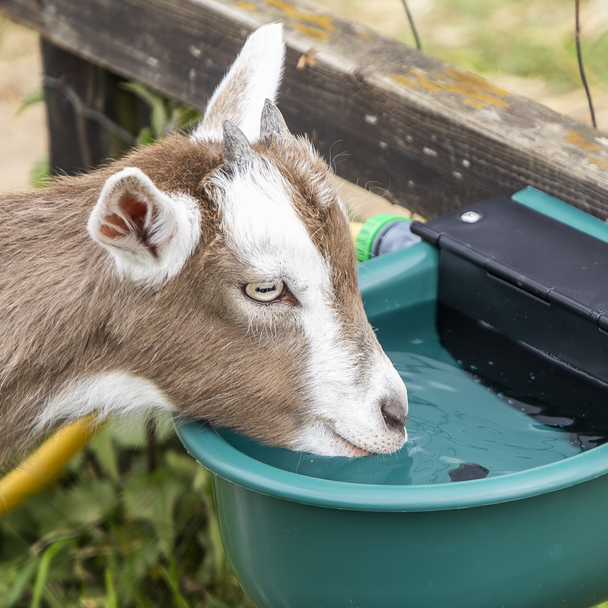 Sealey AFT01 ⏐ Automatic Cattle Drinking Bowl 4L